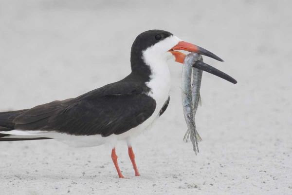 NY, Point Lookout Black skimmer with fish